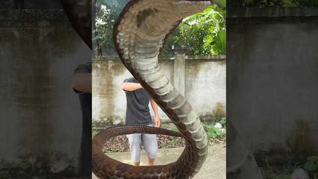 Khám phá con rắn khổng lồ ở lào: kích thước gây choáng! Khám phá con rắn khổng lồ ở lào: kích thước gây choáng!