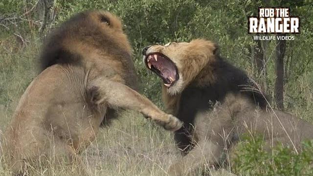 Male lions fight over lionesses Male lions fight over lionesses