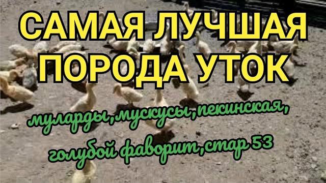 Какую утку выбрать?самые выгодные утки/ мясные утки породы Какую утку выбрать?самые выгодные утки/ мясные утки породы