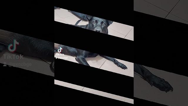 可愛狗狗潔妮變老大 可愛狗狗潔妮變老大