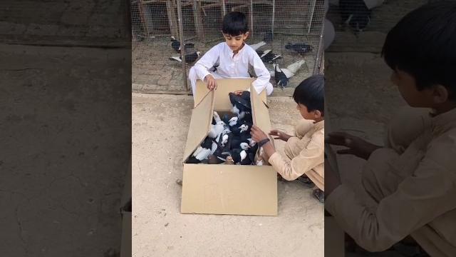 Kabootar ki video ️ || pigeon video || kabootar || pigeon #shorts #pigeon #kabootar Kabootar ki video ️ || pigeon video || kabootar || pigeon #shorts #pigeon #kabootar