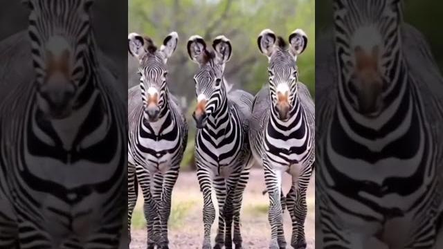 The strange zebra – why does it look different?". #discovereurope #animals #shortvideo #wildlife The strange zebra – why does it look different?". #discovereurope #animals #shortvideo #wildlife