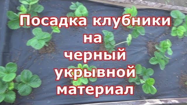 Посадка клубники на черное агроволокно. черный укрывной материал супер вариант для садовой земляники Посадка клубники на черное агроволокно. черный укрывной материал супер вариант для садовой земляники