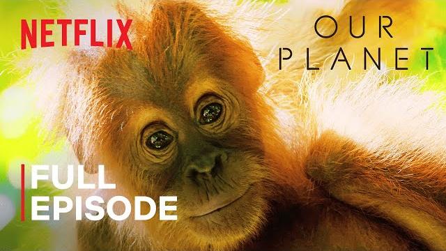 Our planet | jungles | full episode | netflix Our planet | jungles | full episode | netflix