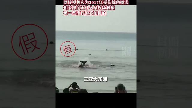 三亚大东海鲨鱼咬人?官方辟谣:网传视频系2017年救援受伤鲸鱼 三亚大东海鲨鱼咬人?官方辟谣:网传视频系2017年救援受伤鲸鱼