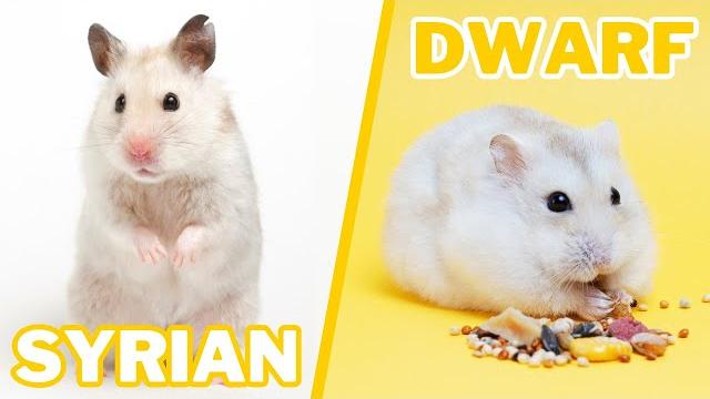 Syrian vs dwarf hamster care Syrian vs dwarf hamster care