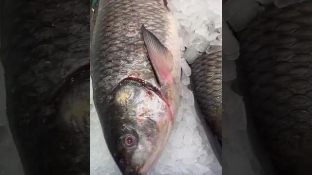 Fish market in lulu mall || lucknow Fish market in lulu mall || lucknow