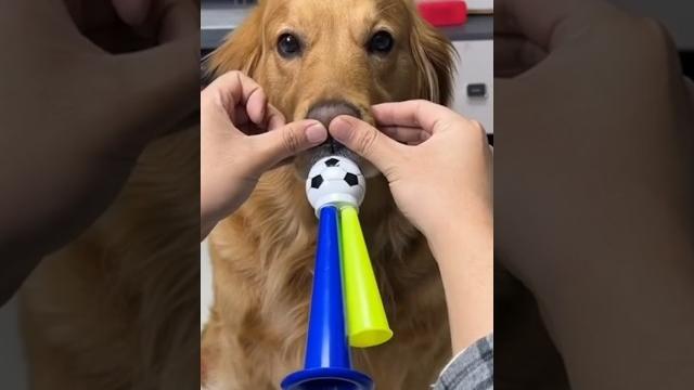 Tatlı köpek ️ #shorts Tatlı köpek ️ #shorts