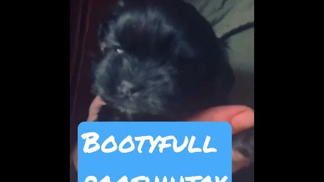 #halfpint #pooshih #shihpoo #halfpint #pooshih #shihpoo