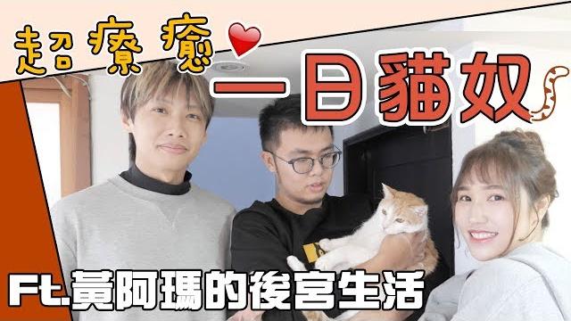 這群人 尼克│ashly|超療癒!一日貓奴 ft.黃阿瑪的後宮生活&志銘與狸貓 這群人 尼克│ashly|超療癒!一日貓奴 ft.黃阿瑪的後宮生活&志銘與狸貓