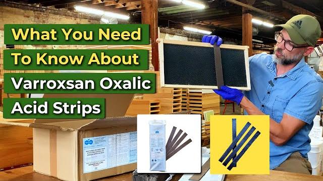 Varroxsan oxalic acid strips explained: all the details. #beekeeping #bees #varroxsan #varroa Varroxsan oxalic acid strips explained: all the details. #beekeeping #bees #varroxsan #varroa