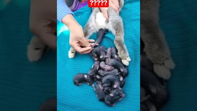 Hewan mamalia beranak banyak #viral #hewan #melahirkan #mamalia #hewanlangka #hewan_peliharaan Hewan mamalia beranak banyak #viral #hewan #melahirkan #mamalia #hewanlangka #hewan_peliharaan