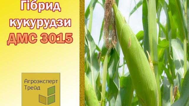 Кукурудза дмс 3015 - опис гібрида Кукурудза дмс 3015 - опис гібрида