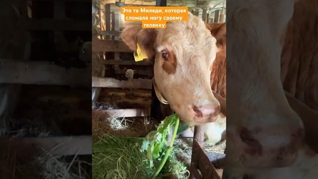 Как живется теленку со сломанной ногой #герефорд #корова #перелом #нога #лечение#гипс #помощь#фермер Как живется теленку со сломанной ногой #герефорд #корова #перелом #нога #лечение#гипс #помощь#фермер