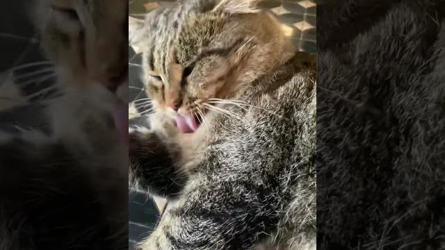 Барсик - молодец! #cat #barsik #cute Барсик - молодец! #cat #barsik #cute