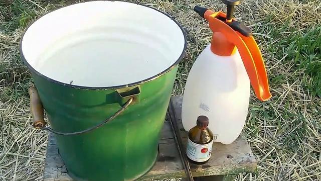 Важное весеннее опрыскивание фундука бором Важное весеннее опрыскивание фундука бором