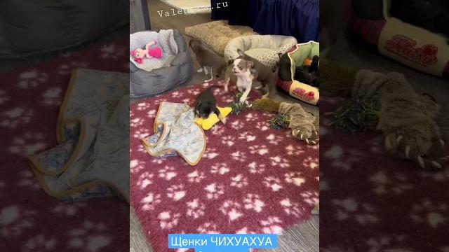 У нас можно купить щенка чихуахуа #купитьщенка #щенок #чихуахуа #щенкичихуахуа #chihuahua У нас можно купить щенка чихуахуа #купитьщенка #щенок #чихуахуа #щенкичихуахуа #chihuahua