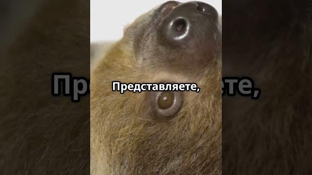 Удивительные факты о ленивцах!#ленивцы #фактыоленицах #животные #природа #увлекательное #узнайбольше Удивительные факты о ленивцах!#ленивцы #фактыоленицах #животные #природа #увлекательное #узнайбольше