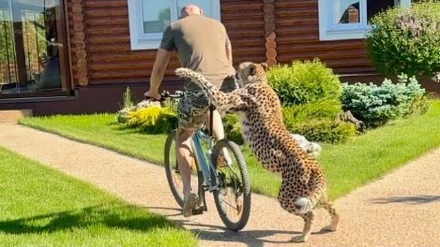 Cheetah gerda attacked sasha! torn clothes and a wound..| was dear gerda trying to defend or attack? Cheetah gerda attacked sasha! torn clothes and a wound..| was dear gerda trying to defend or attack?