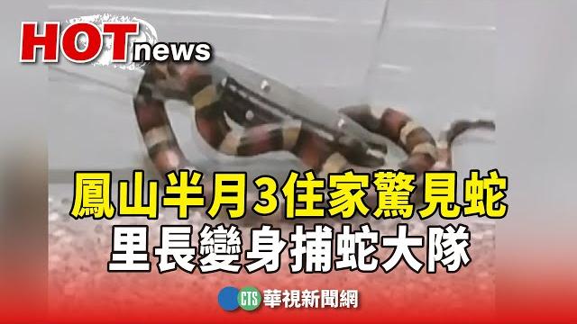 鳳山半月3住家驚見蛇 里長變身捕蛇大隊|華視新聞 20250529 @ctstw 鳳山半月3住家驚見蛇 里長變身捕蛇大隊|華視新聞 20250529 @ctstw
