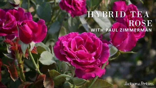 Hybrid tea roses Hybrid tea roses