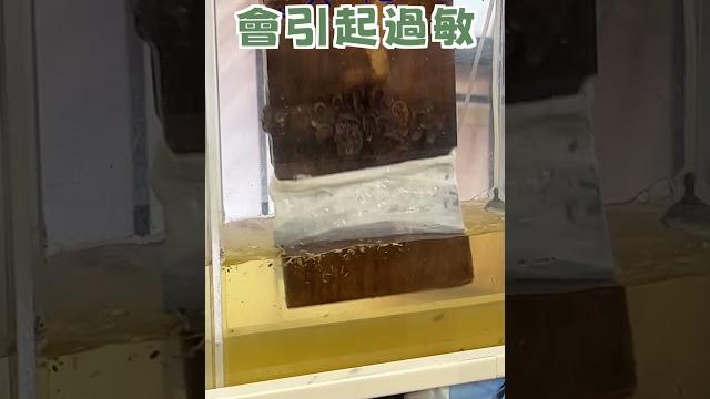 地板怎麼選?展場女王一招就搞定,「富麗卡扣」地板讓你驚艷!| 田美女奉茶實客⭕️ 訂閱https://www.youtube.com/@sweetbeauty520#田美女#田美女奉茶#奉茶實客 地板怎麼選?展場女王一招就搞定,「富麗卡扣」地板讓你驚艷!| 田美女奉茶實客⭕️ 訂閱https://www.youtube.com/@sweetbeauty520#田美女#田美女奉茶#奉茶實客