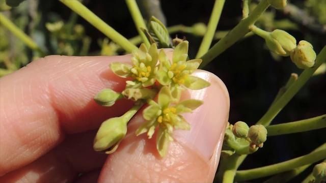 Как цветет авокадо. flowering avocado Как цветет авокадо. flowering avocado