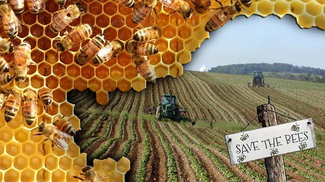 Are vegans 'bee'ing hypocrites? Are vegans 'bee'ing hypocrites?