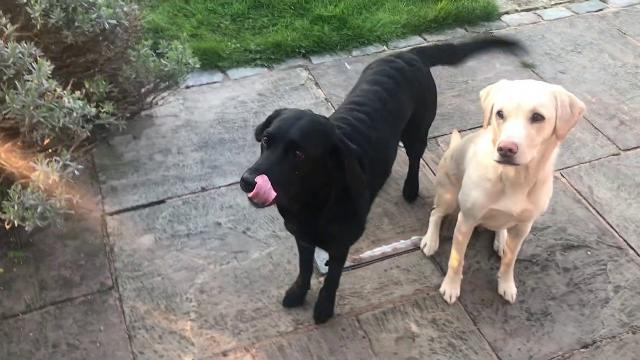 Olive and mabel. episode 1 - the dog's breakfast grand final Olive and mabel. episode 1 - the dog's breakfast grand final