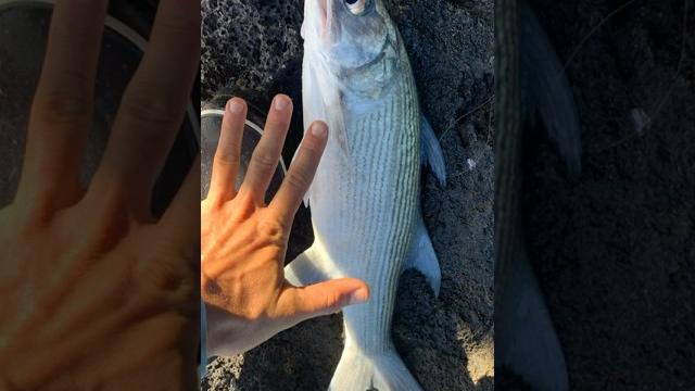 Finding moi fishing grounds #fishing Finding moi fishing grounds #fishing