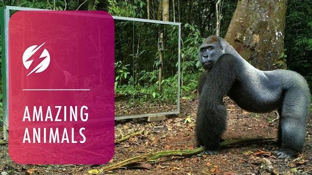 Animals in mirrors hilarious reactions Animals in mirrors hilarious reactions