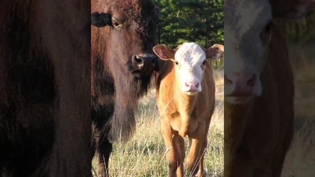 The beefalo: bison-cattle hybrid wreaking environmental havoc #beefalo #environmentalimpact The beefalo: bison-cattle hybrid wreaking environmental havoc #beefalo #environmentalimpact