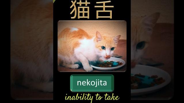 Cat's tongue in japanese 猫舌 Cat's tongue in japanese 猫舌