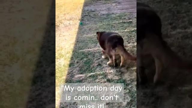 Cute dog. #usadogs #doglove #puppy #dogshorts #cute #mypet #adoptdontshop #dogshelter #usa Cute dog. #usadogs #doglove #puppy #dogshorts #cute #mypet #adoptdontshop #dogshelter #usa