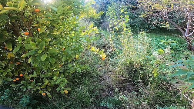 Can we save these paths | horrible garden restoration Can we save these paths | horrible garden restoration