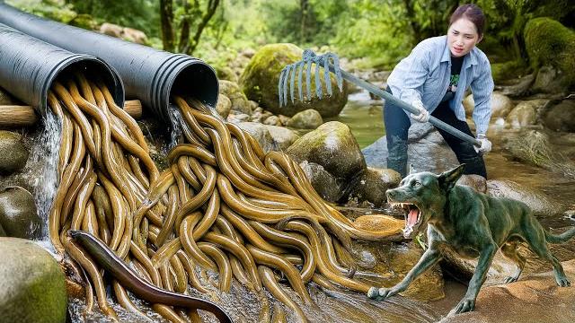 Unbelievable! smart dog faces swarming eels – woman catches all with a rake | lý thị hoa Unbelievable! smart dog faces swarming eels – woman catches all with a rake | lý thị hoa