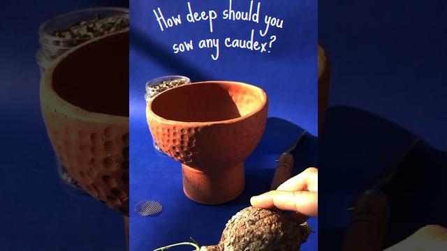 How deep to sow your caudex? #adenia #adeniapenangiana #caudex #caudexcare #plantcare #houseplants How deep to sow your caudex? #adenia #adeniapenangiana #caudex #caudexcare #plantcare #houseplants