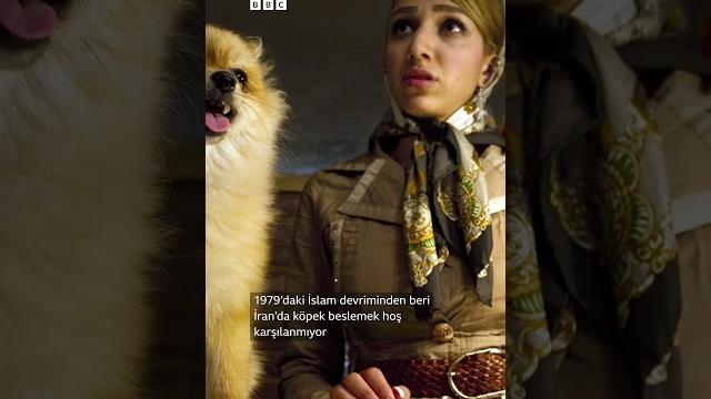 İran'da köpek gezdirme yasağı İran'da köpek gezdirme yasağı