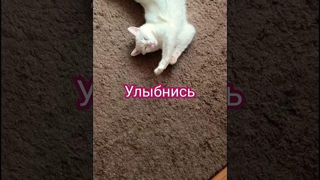 #cat #буся #улыбнись #cat #буся #улыбнись