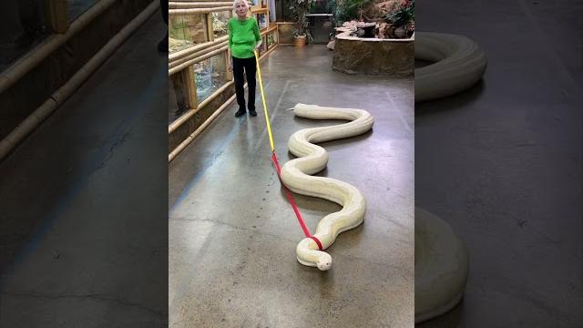 20ft snake vs. granny | ross smith 20ft snake vs. granny | ross smith