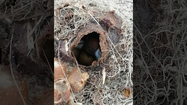 Гнездо дикого шмеля. Гнездо дикого шмеля.