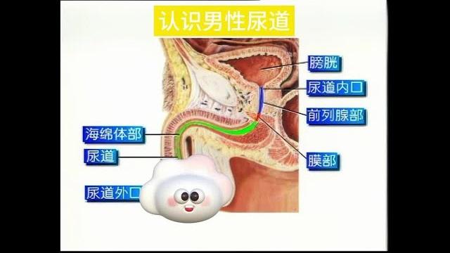 使用马眼棒前必看:认识男性尿道 使用马眼棒前必看:认识男性尿道