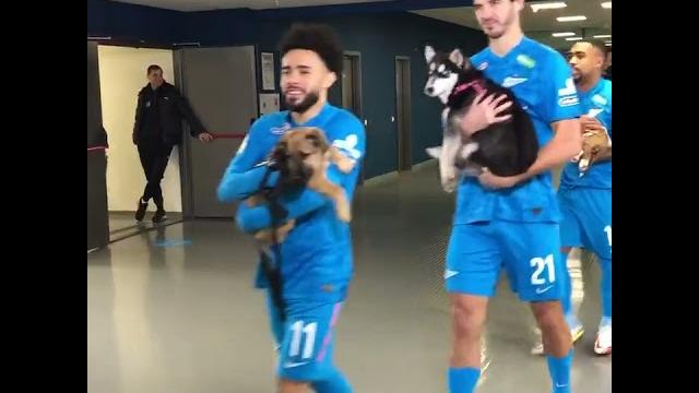 Zenit carry out dogs pre-game | #shorts Zenit carry out dogs pre-game | #shorts