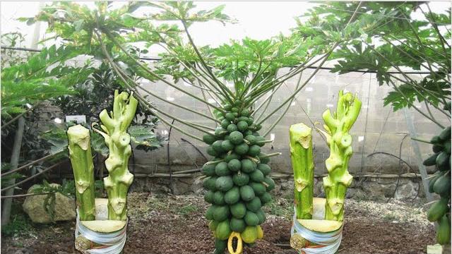 Papaya grafting techniques #papaya Papaya grafting techniques #papaya