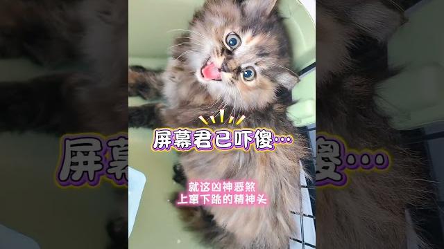 捡的小奶猫一只比一只凶~小奶喵 捡了个猫 我和流浪猫的故事 狸花猫 记录猫咪日常 捡的小奶猫一只比一只凶~小奶喵 捡了个猫 我和流浪猫的故事 狸花猫 记录猫咪日常