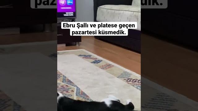 3 ay spora yazılıp 3 gün giden sahibe bu kedi çok bile. #cat #shorts # #youtubevideo #ebruşallı 3 ay spora yazılıp 3 gün giden sahibe bu kedi çok bile. #cat #shorts # #youtubevideo #ebruşallı