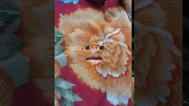 Man vs blanket #thandi_thandi blanket #funny short #comedy #thethar puns #vk br29#shortsviral Man vs blanket #thandi_thandi blanket #funny short #comedy #thethar puns #vk br29#shortsviral