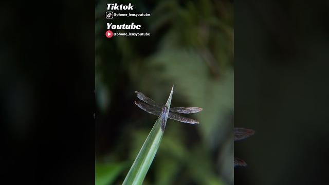 When you film a dragonfly with a tele lens & bokeh #dragonfly #shorts #viralshorts #cinematicvideo When you film a dragonfly with a tele lens & bokeh #dragonfly #shorts #viralshorts #cinematicvideo