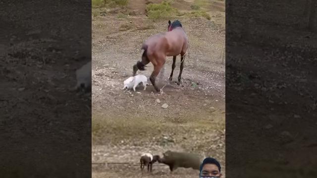 Oh my god! kuda berseteru dengan anjing dan domba #animals #shorts Oh my god! kuda berseteru dengan anjing dan domba #animals #shorts