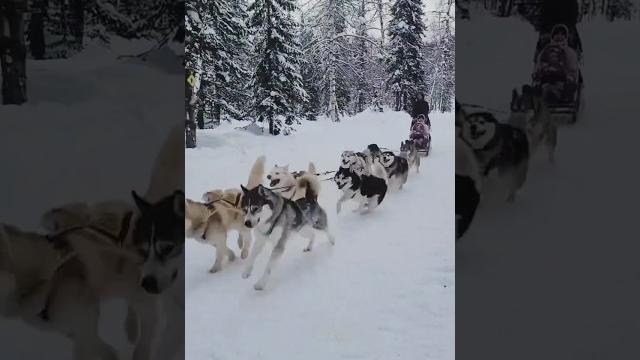 Шерегеш хаски горнолыжный Шерегеш хаски горнолыжный